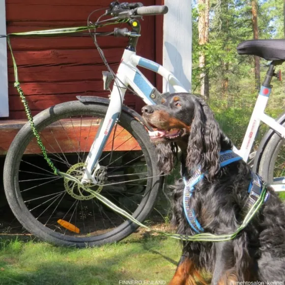 FinNero POWER talutushihna jousto-osiolla, musta/keltainen