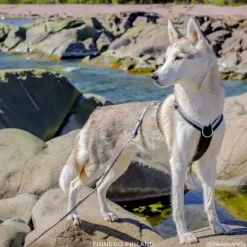 FinNero SALO valjaat, M, musta