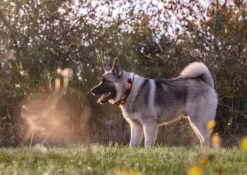 Garmin Alpha LTE koiranseurantalaite