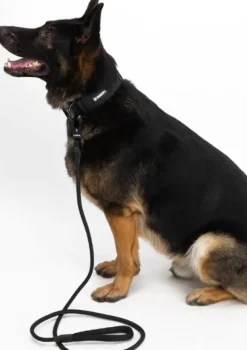 Hundra köysitalutin, musta