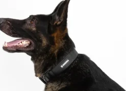 Hundra taktinen kaulapanta S-M, musta