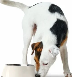 HUNTER Bowl Melamin koirankuppi, 1400 ml, White