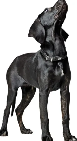 HUNTER Collar R&S Canadian UP kaulapanta, XS-S, Cognac