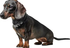 HUNTER Collar R&S Canadian UP kaulapanta, XS-S, Cognac