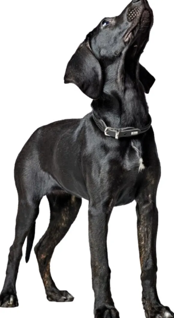 HUNTER Collar R&S Canadian UP kaulapanta, M-L, Black