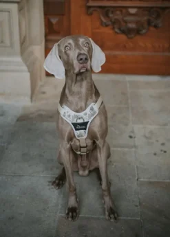 HUNTER Harness Divo valjaat, 52-68/S-M, Camouflage Beige