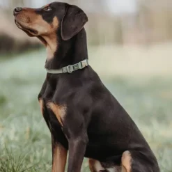 HUNTER Inari Collar Alu-Strong koiran kaulapanta, 30 - 45 cm, Linden Green