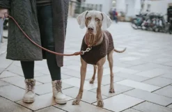 HUNTER T-Collar R&S Canadian UP puolikuristava kaulapanta, S-M, Cognac