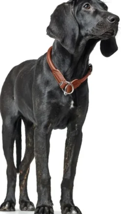 HUNTER T-Collar R&S Canadian UP puolikuristava kaulapanta, M-L, Cognac