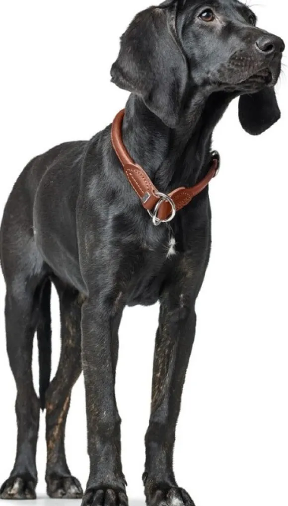 HUNTER T-Collar R&S Canadian UP puolikuristava kaulapanta, M-L, Cognac