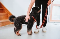 HUNTER T-Leash R&S Canadian UP Cognac 10/200