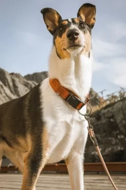 Hurtta Casual Collar ECO kaulapanta, 40 - 55 cm, minttu