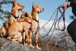 Hurtta Casual Half Choke Collar ECO puolikuristava panta, 25 - 45 cm, ruskeaoranssi