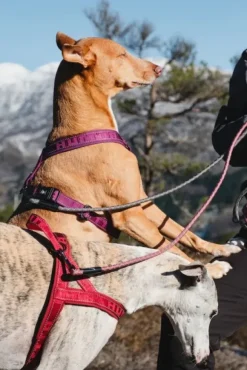 Hurtta Casual Harness ECO valjaat, 80 - 100 cm, minttu