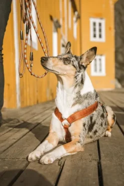 Hurtta Casual Y-Harness ECO valjaat, 50 - 80 cm, punainen