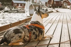 Hurtta Casual Y-valjaat Kaneli 60-90 cm