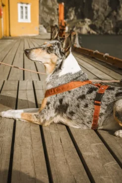 Hurtta Casual Y-valjaat Kaneli 60-90 cm