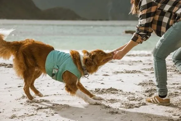 Hurtta Cooling Wrap koiran viilennysliivit, 75–85 cm, vaaleansininen