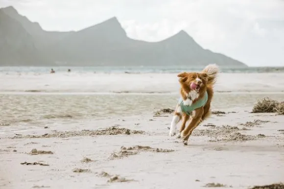 Hurtta Cooling Wrap koiran viilennysliivit, 75–85 cm, vaaleansininen