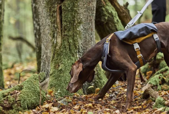 Hurtta Expedition Pack ECO koiran reppu, 75-95cm, Blackberry