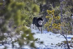 Hurtta Extreme Warmer III ECO koiran talvitakki, 55-65 cm, Raven