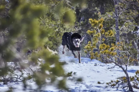 Hurtta Extreme Warmer III ECO koiran talvitakki, 25-35 cm, Raven