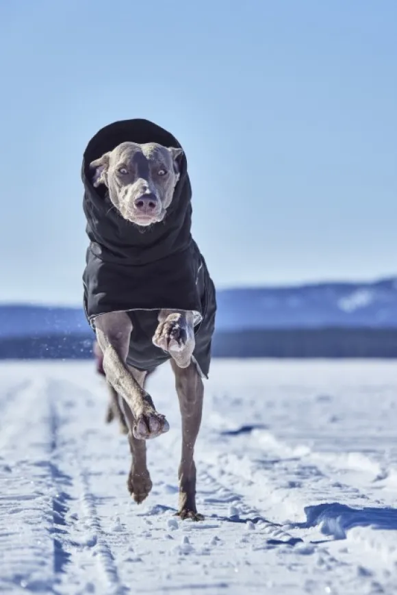 Hurtta Extreme Warmer III ECO koiran talvitakki, 25-35 cm, Raven