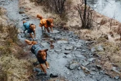 Hurtta Monsoon Coat koiran sadetakki, 25 cm, Blackberry