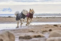 Hurtta Rainwear Mudventure Coat ECO sadetakki, 25-35 cm, Eggplant