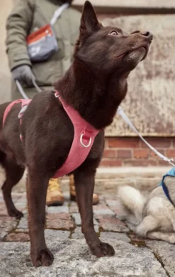 Hurtta Safeguard ECO Sele valjaat, 40-60cm, Strawberry