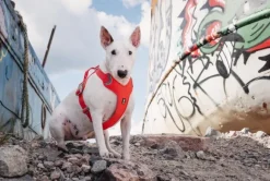 Hurtta Weekend Warrior Eco valjaat, vihreä 60-80 cm