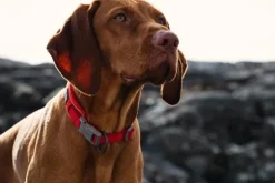 Hurtta Weekend Warrior Eco -panta, oranssi