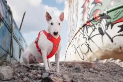 Hurtta Weekend Warrior Eco vetovaljaat, punaoranssi, 100–120 cm