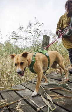 Hurtta Weekend Warrior II ECO Sele valjaat, 55-70cm, Parsley