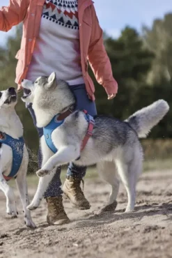 Hurtta Weekend Warrior Warming ECO valjaat, Bilberry 40-60 cm