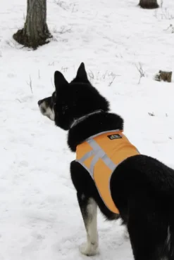 Kivalo Kaamos Dog Reflective Vest heijastinliivi koirille, M-L, oranssi