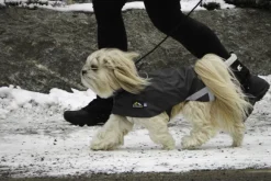 Kivalo Niva Dog Raincoat sadetakki, 60 cm, harmaa