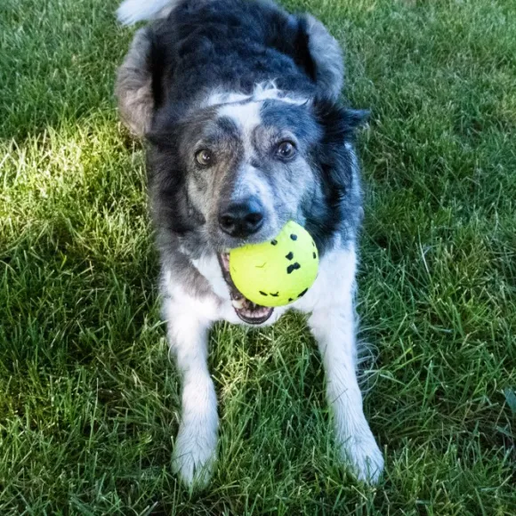 Kong Reflex Ball koiranlelu, Large