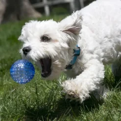 Kong Squeezz Geodz Ball koiranlelu, L, 2 kpl