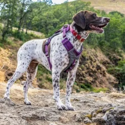 Kurgo Journey Air Harness koirien valjaat, Coral