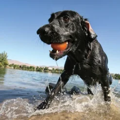 Kurgo Skipping Stones Dog Toy koiran kelluva heittolelu, 3 kpl