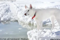 Neewa puolikuristava panta, punainen