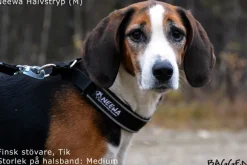 Neewa puolikuristava panta, punainen