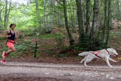 Neewa Racing Tug Line med Bungee / 2 hundar