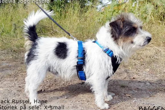 Neewa Running Harness Musta