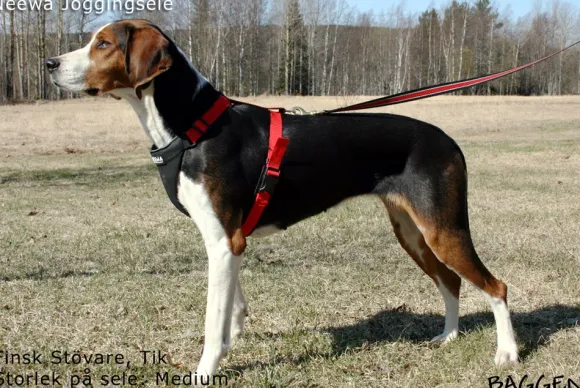 Neewa Running Harness Musta