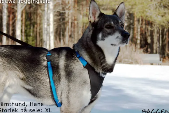 Neewa Running Harness Musta