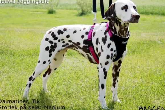 Neewa Running Harness Musta