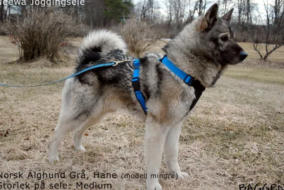 Neewa Running Harness Musta