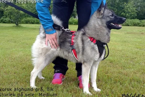 Neewa Running Harness Musta